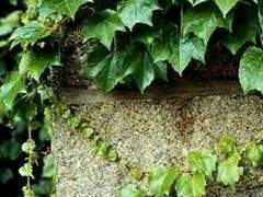 Adeline | 6학년 | XX | 레번클로