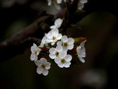 La fede fa tutto possibile,