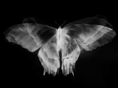 금붕어 익사사건 • •