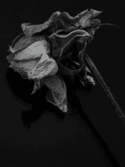 나에 의해서, 나로 인해 자라고 시든 꽃