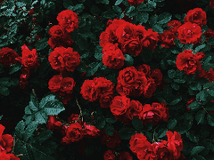 세실 루비 클로버