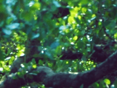 다프네 크리스티