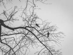 아프로디테의 딸