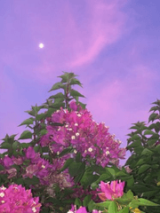 꽃내음을 풍기는 너 반짝이는 꿈을 이뤄야지