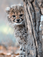 떡 하나 주면 안 잡아먹지!