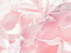 ❥ 꽃 아래 정원에서