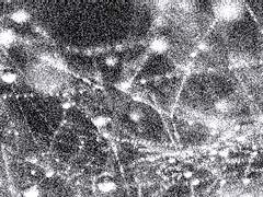 헤카테 D. 벨레트랑 | XY | 바람 | 나타니엘