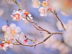 10월의 어느 날에는 매화가 흩날린다.