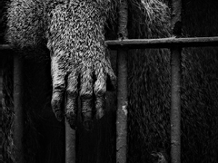 [준우한서] 수인병(獸人病) - Prologue