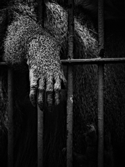 [준우한서] 수인병(獸人病)