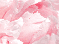 ❥ 꽃 아래 정원에서 (두상)