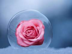 장미 모양의 얼음 조각