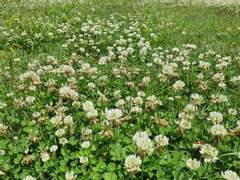 화란자운영 (和蘭紫雲英)