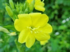 달맞이꽃 예고편