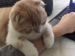 고양이가 들어있는 거울...