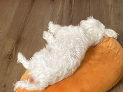 오늘 소설은 없습니다(?)