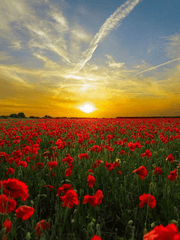 나는 너를 좋아하지만