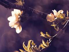 【 비바람의 날갯짓 】에아 로티 🐦