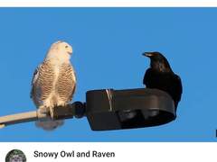 앉아있는 새 한마리 그림