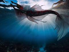 7일간의 두근두근 위장연애임무 Day 7