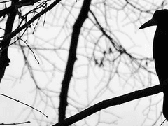 양몽커 - 크로우 :: XY