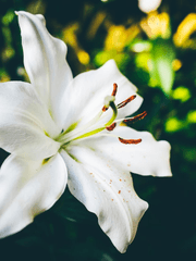 쇼코와 이츠모 잇쇼니 드림 썰 모음