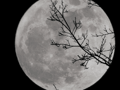 [BL] 창귀 (倀鬼)