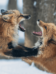 하이큐 미야즈 계절 시리즈