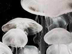 어떤 종말은 눈부셔 사랑이라 착각한대