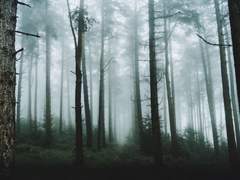 알렉시와 소냐의 회상