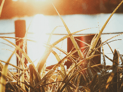 고양이에게 생선을 맡기지 마세요