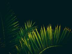 예바커 - 아셀라