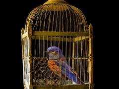 금지옥엽 金枝玉葉_01