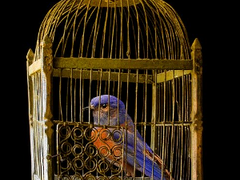 금지옥엽 金枝玉葉_09