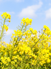 너의 목소리가 들려