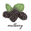 mulberry