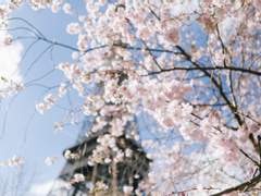 [망기무선] 블랙 체리 클라푸티와 마뇰리아