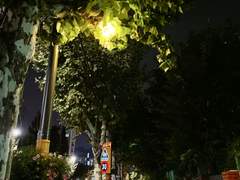 나뭇잎 사이로 숨은 도시의 달