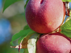 복숭아밭 순정 01