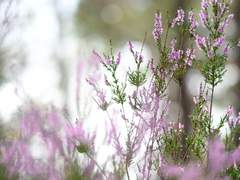 야코 미소라 100문 100답