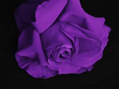 Welcome to Wonderland.