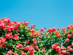 한규민 100문 100답