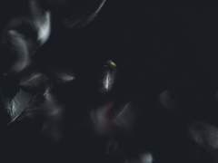 가식으로 이루어진 까마귀는 어떻게 되었는가?