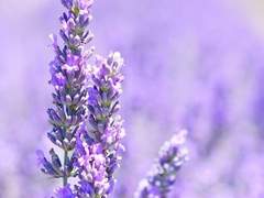 유시아 / XX / 26 / O