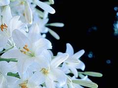 거울 속 시들어가는 백합