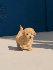 원밍 당돌한 연하