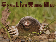두더지는 나비가 못 되라는 법 있나