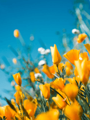 악역 영애의 남동생이 되었습니다