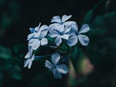 신성한 자색으로 뒤덮힌 새벽 하늘 아래, 이슬 푸른 꽃