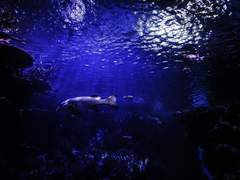 ℙ𝕣𝕠𝕗𝕚𝕝𝕖 𝕠𝕗 𝕆’𝕊𝕙𝕖𝕒